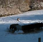 snow-november2010-019.jpg