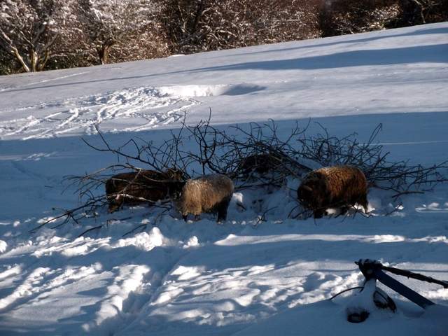 snow-november2010-022.jpg