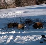 snow-november2010-022.jpg