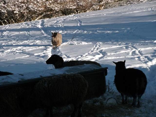 snow-november2010-023.jpg
