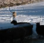 snow-november2010-023.jpg