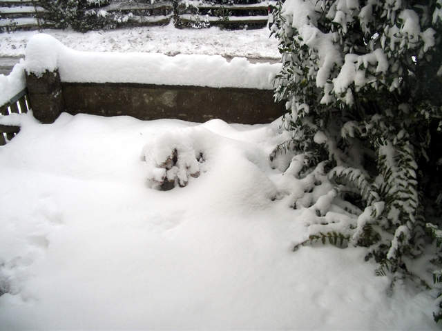 snow-november2010-033.jpg