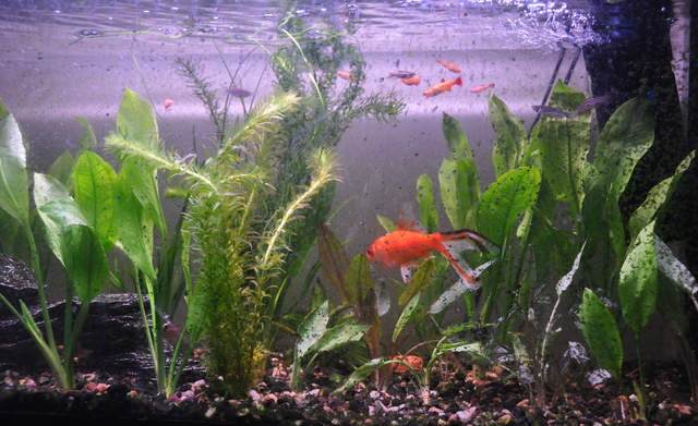 planted-tank.jpg