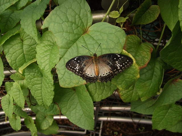 australia2011 005.jpg