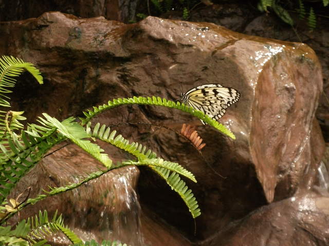 australia2011 006.jpg