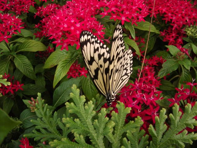 australia2011 009.jpg