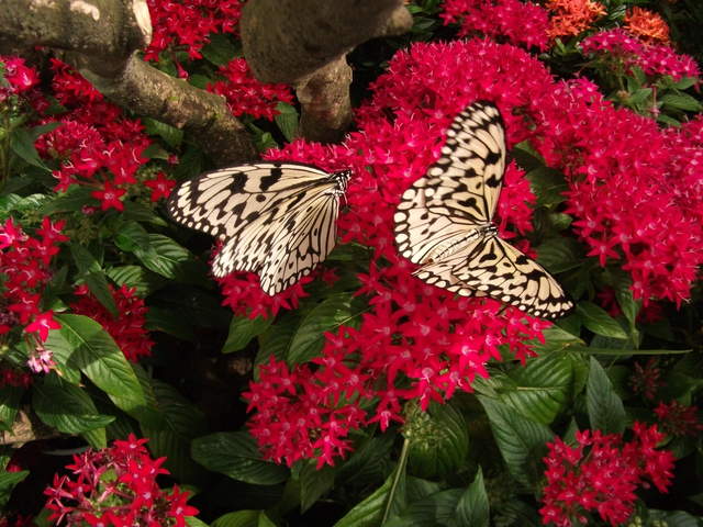 australia2011 012.jpg