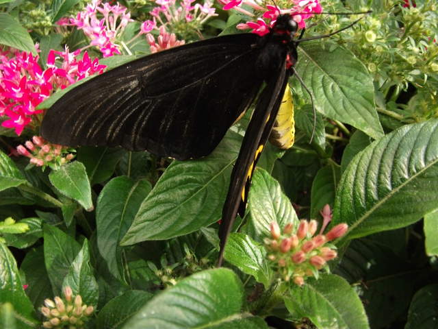 australia2011 016.jpg