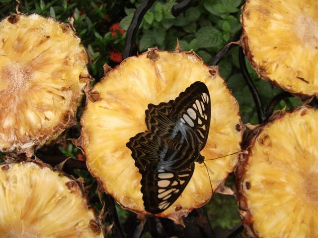 australia2011 020.jpg