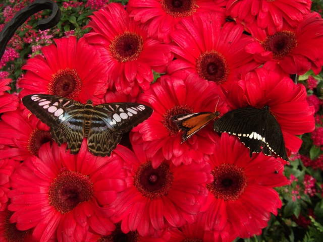 australia2011 022.jpg