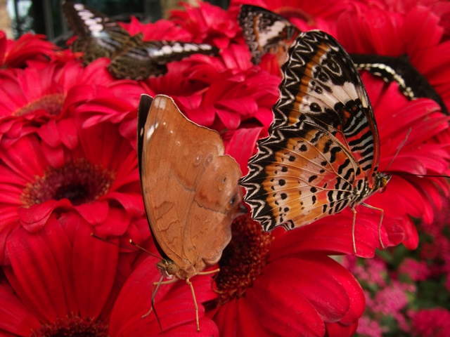 australia2011 023.jpg