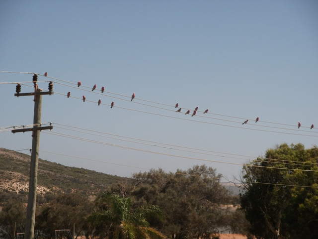 Galahs on the telegraph lines