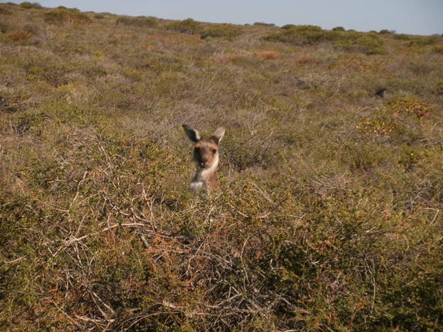 On of the 3 kangaroos we saw, the only one which stayed still long enough to photograph!