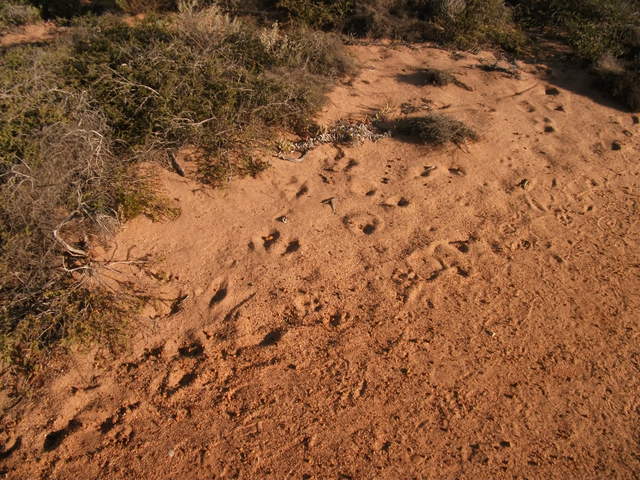Kangaroo footprints