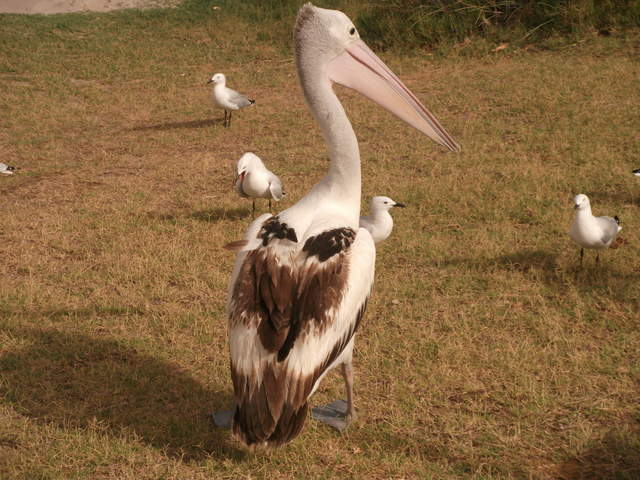 australia2011 108.jpg