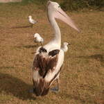 australia2011 108.jpg