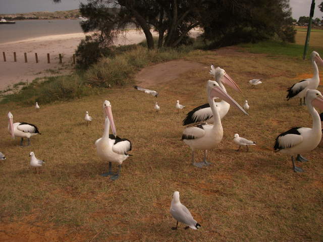 australia2011 109.jpg