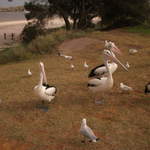 australia2011 109.jpg