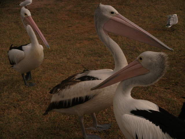 australia2011 110.jpg