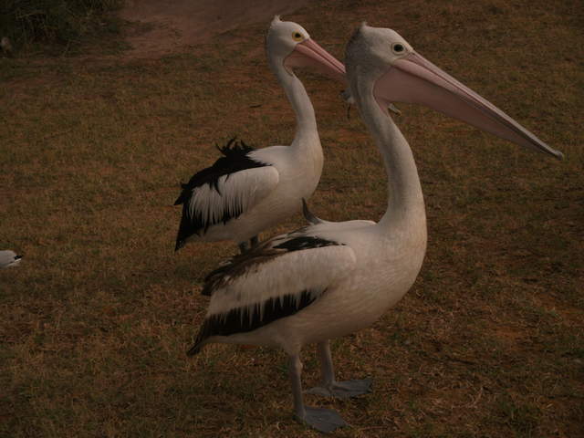 australia2011 111.jpg