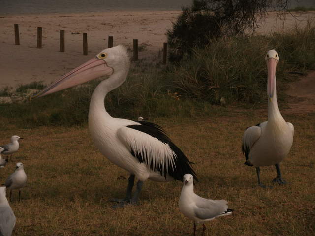 australia2011 112.jpg