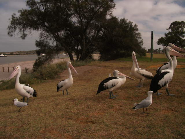 australia2011 113.jpg