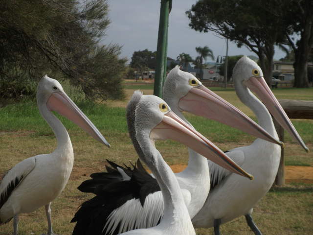 australia2011 118.jpg