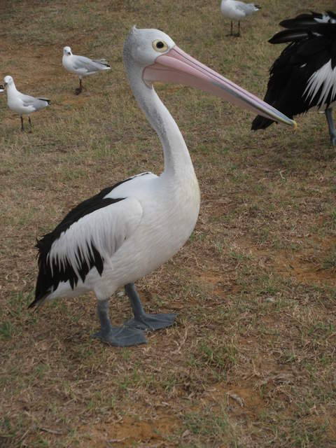 australia2011 119.jpg