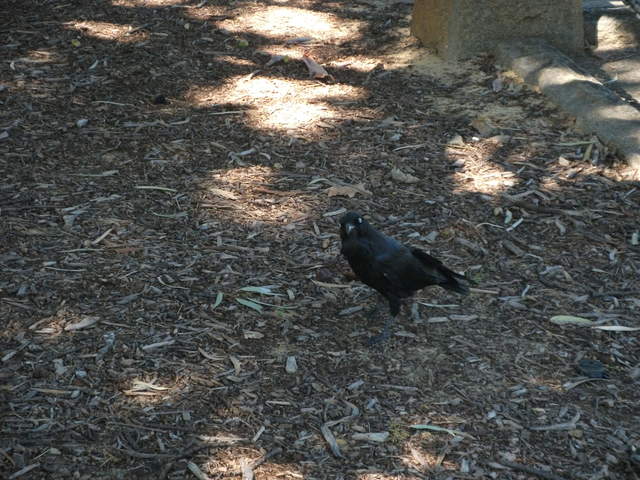 australia2011 177.jpg