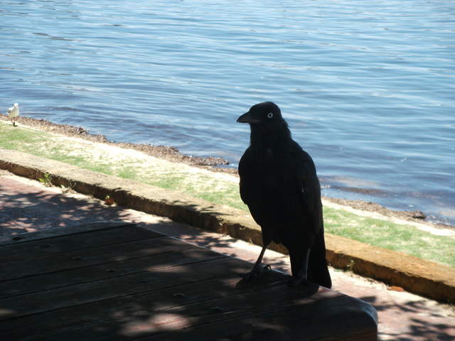 australia2011 187.jpg