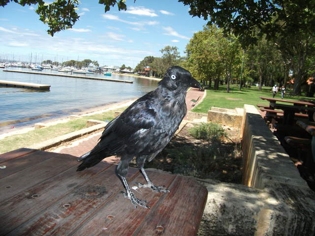 australia2011 192.jpg