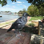 australia2011 192.jpg