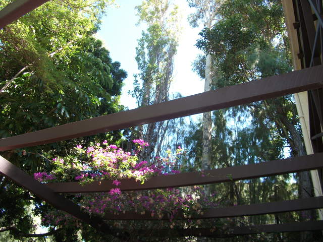 Maurice's garden
